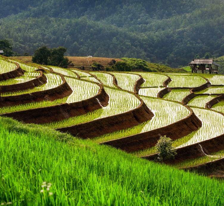 Image of landscape terraced paddy fields